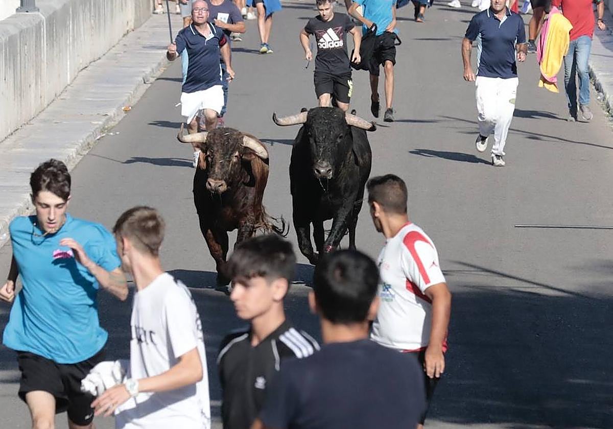 Toro del Alba en Tudela de Duero | El Norte de Castilla