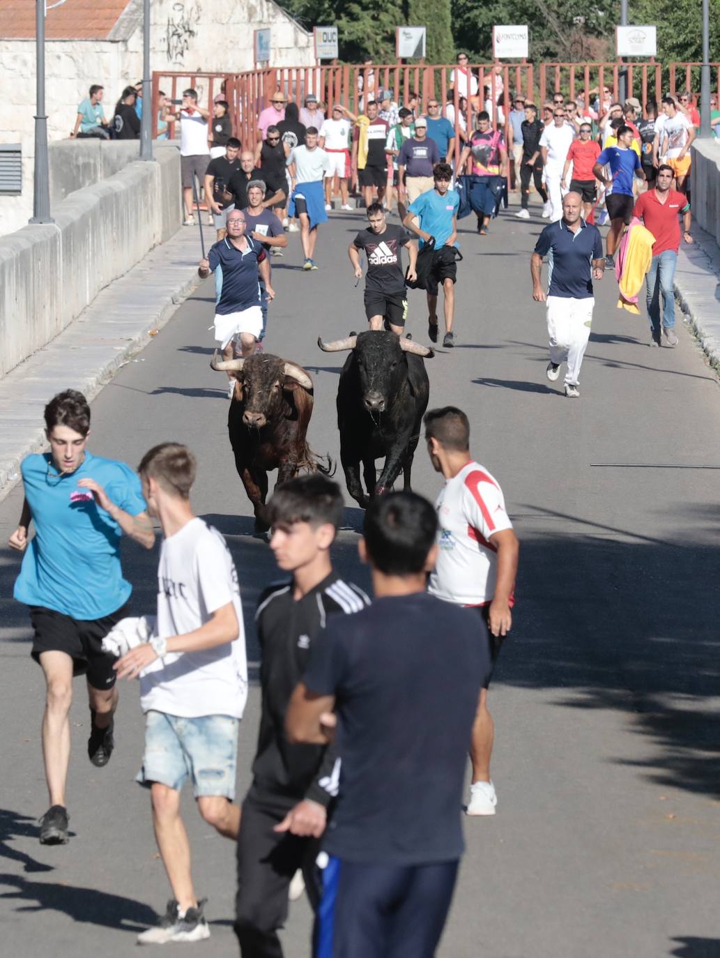 Toro del Alba en Tudela de Duero