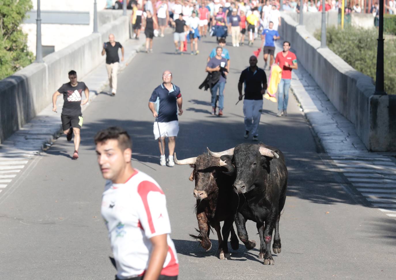 Toro del Alba en Tudela de Duero