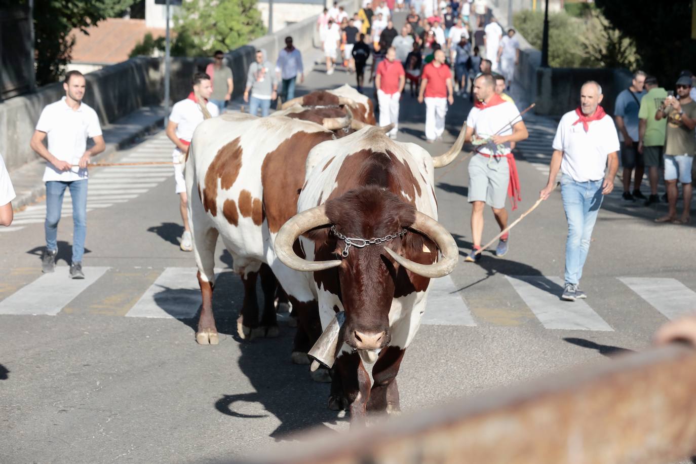 Toro del Alba en Tudela de Duero