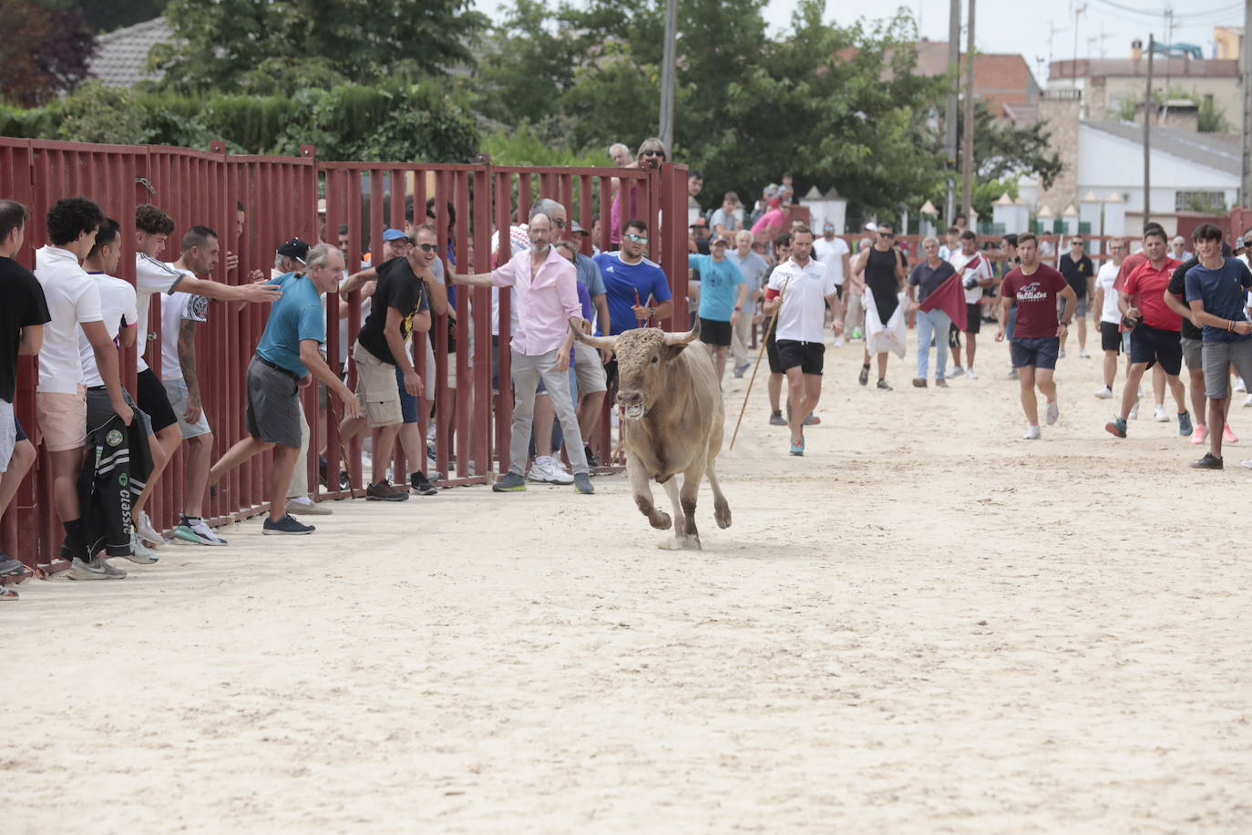 Encierro del 15 de agosto en las fiestas de Viana de Cega