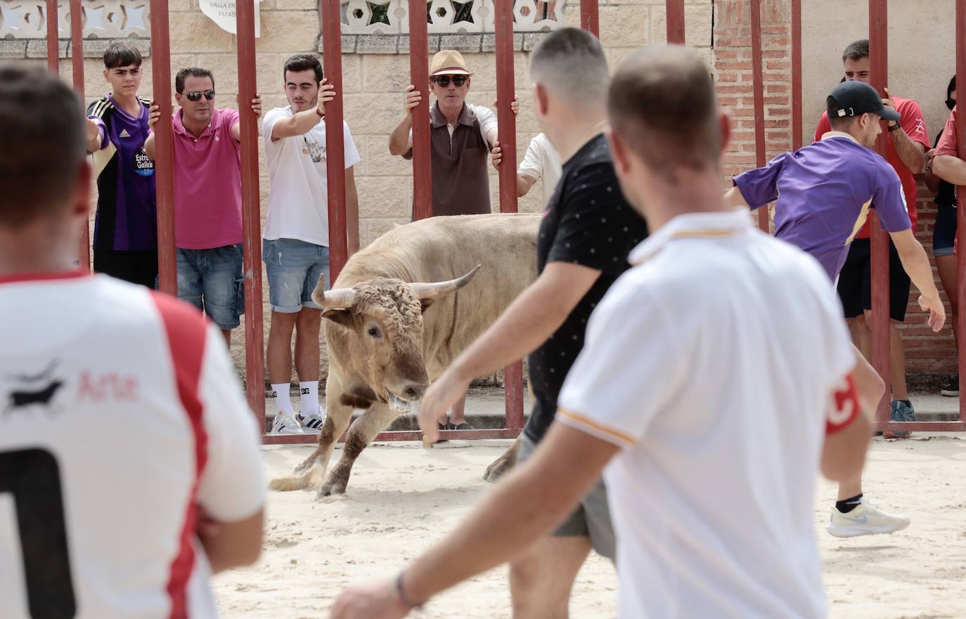 Encierro del 15 de agosto en las fiestas de Viana de Cega