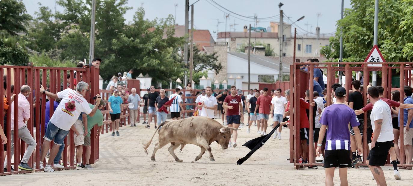 Encierro del 15 de agosto en las fiestas de Viana de Cega