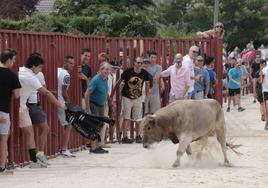 Encierro del 15 de agosto en las fiestas de Viana de Cega