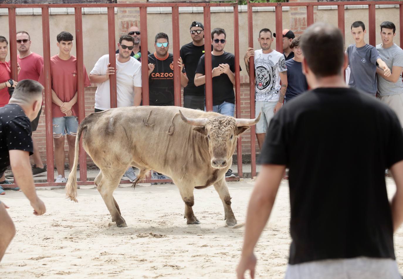 Encierro del 15 de agosto en las fiestas de Viana de Cega