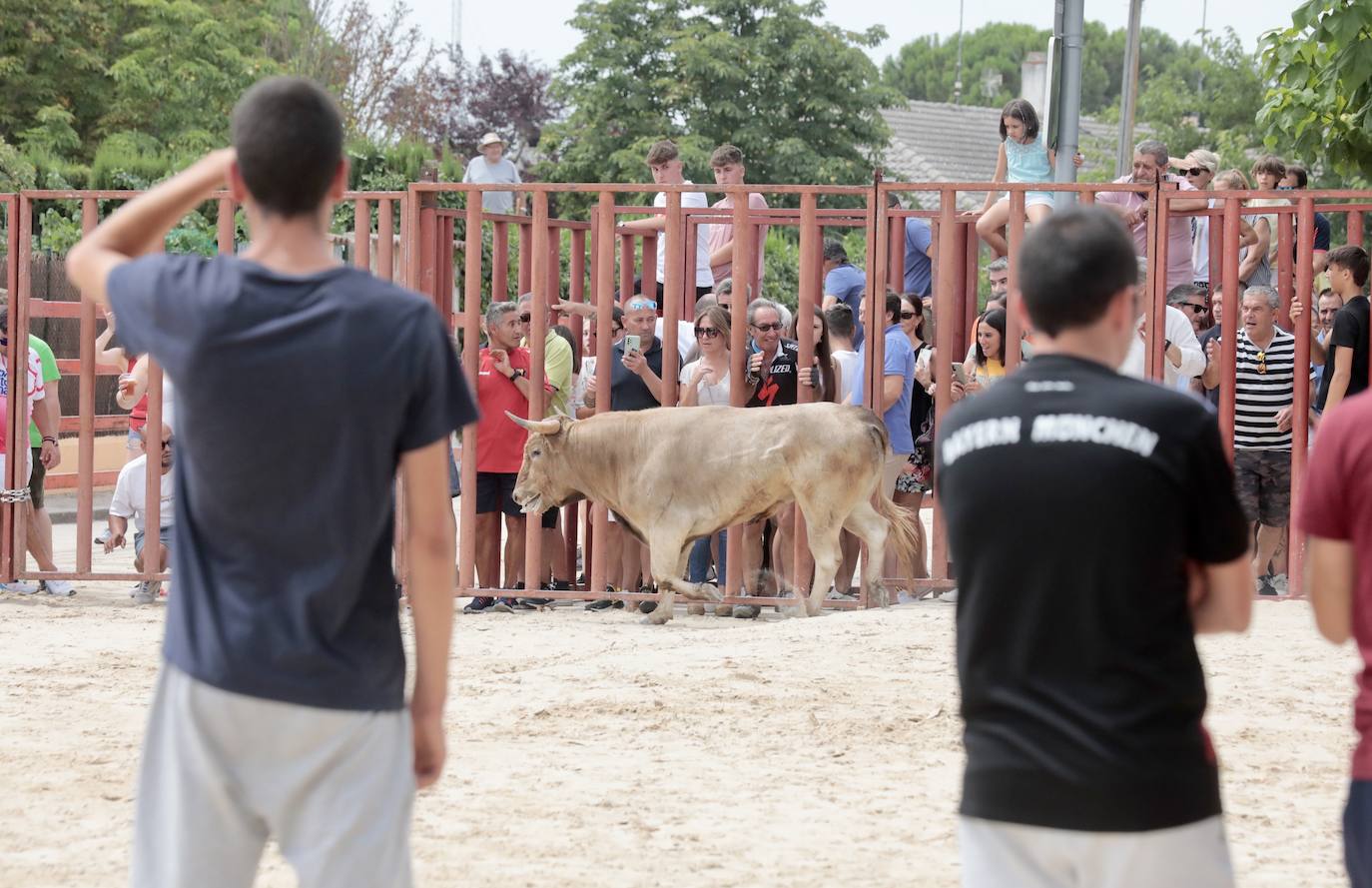 Encierro del 15 de agosto en las fiestas de Viana de Cega