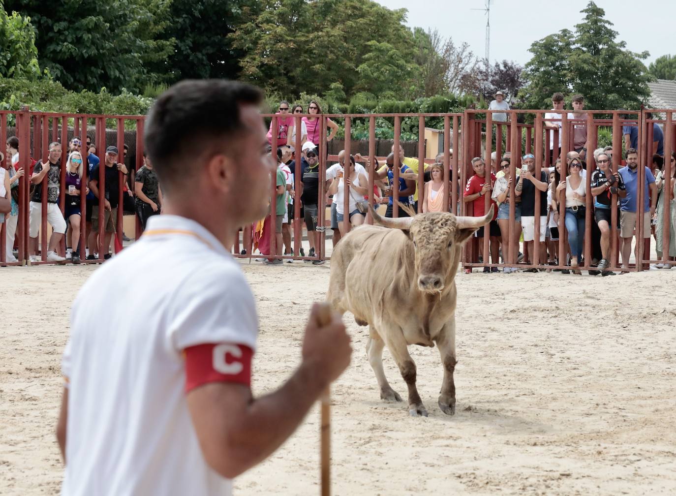 Encierro del 15 de agosto en las fiestas de Viana de Cega