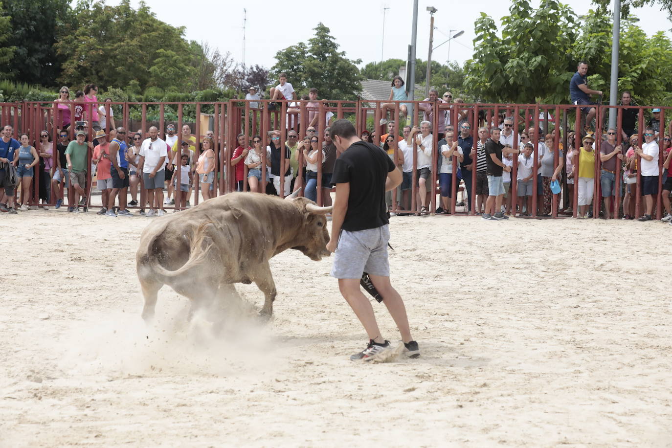 Encierro del 15 de agosto en las fiestas de Viana de Cega