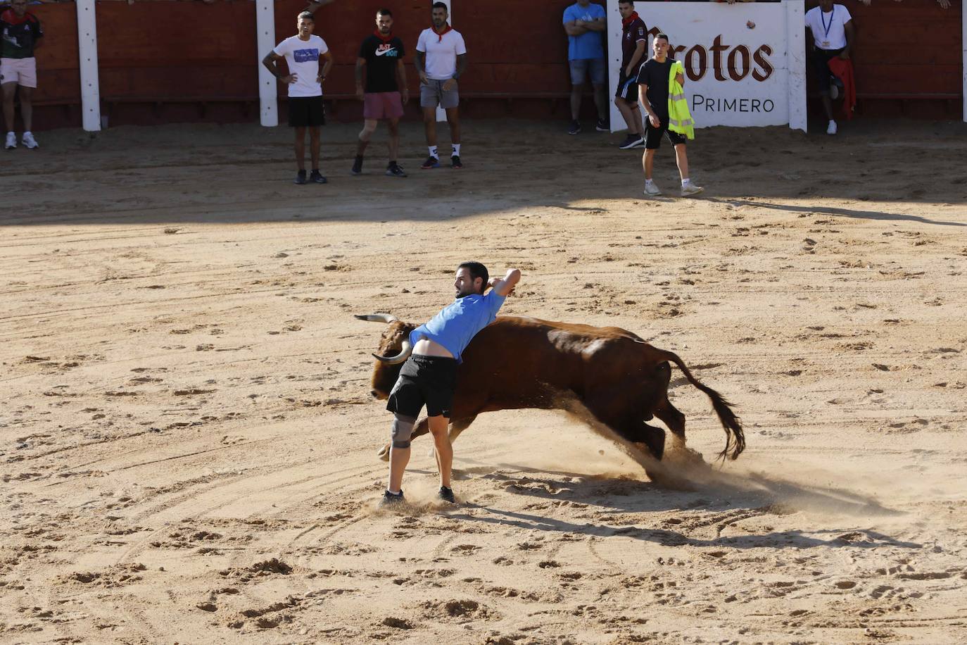 En imágenes, el encierro y la capea matinal de Peñafiel