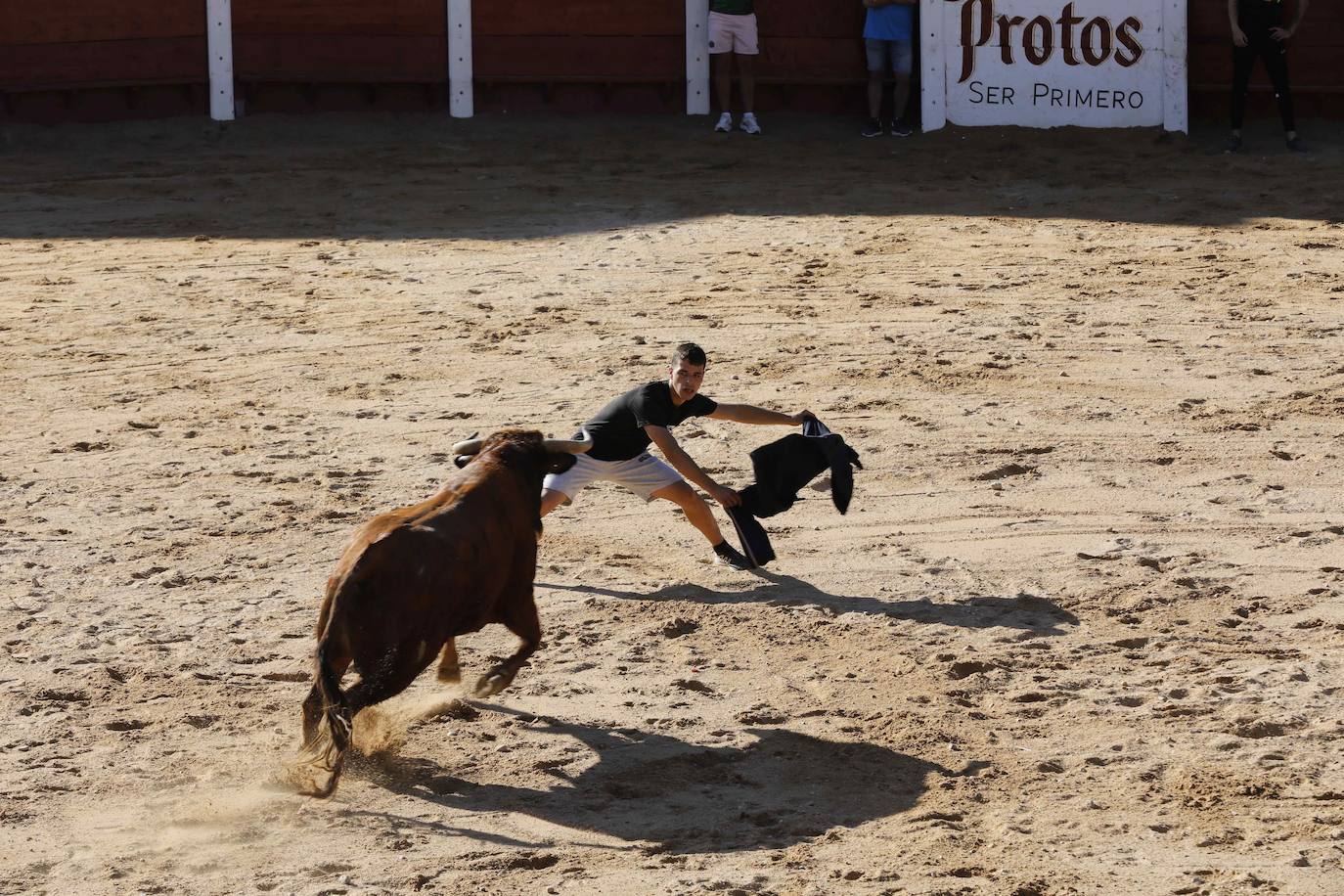 En imágenes, el encierro y la capea matinal de Peñafiel