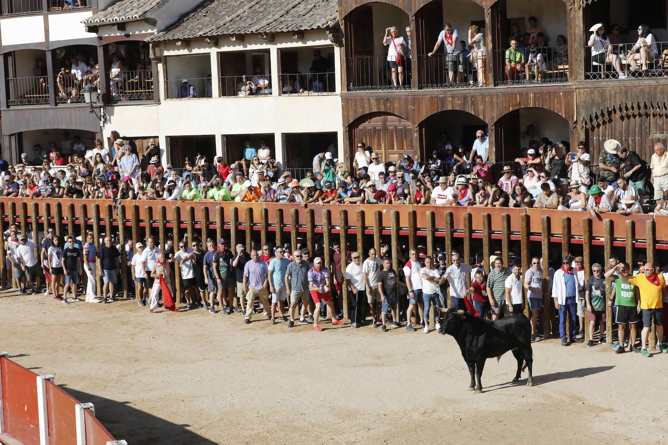 En imágenes, el encierro y la capea matinal de Peñafiel