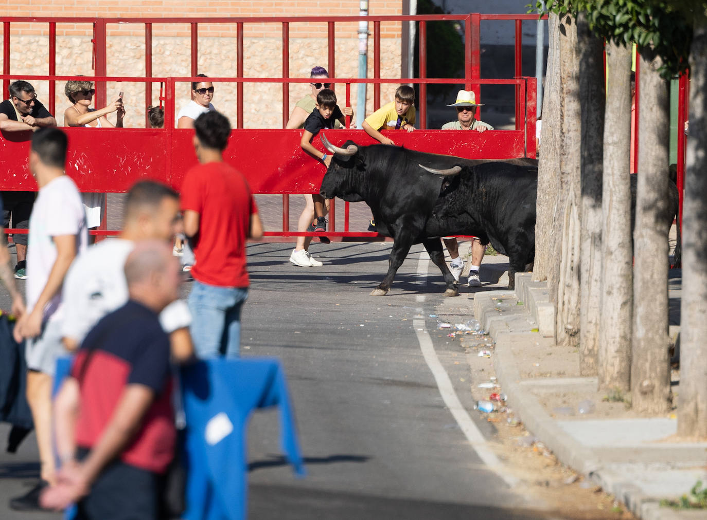 El encierro en Pollos, en imágenes