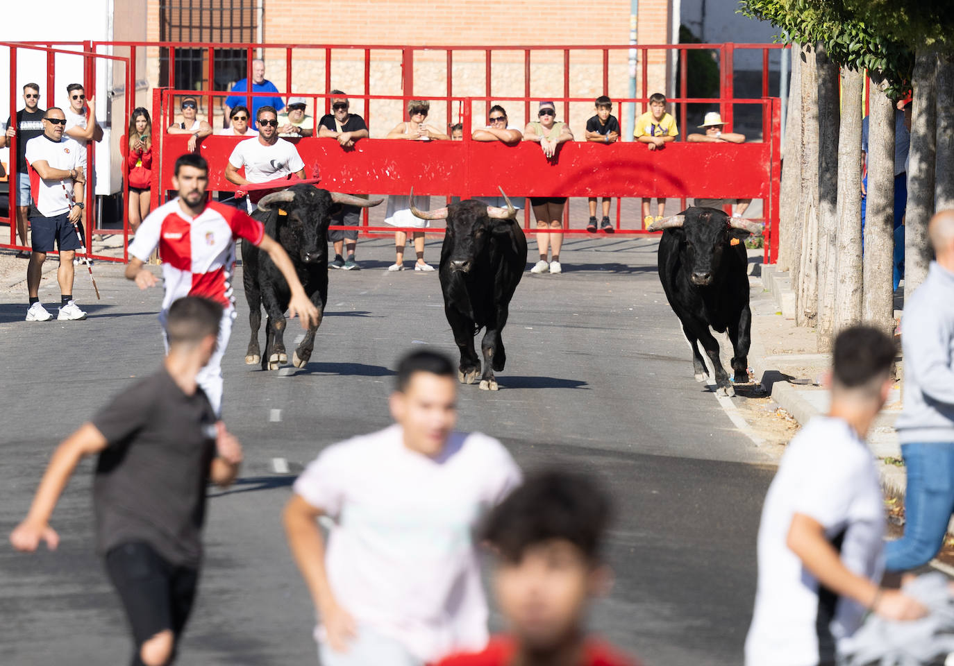 El encierro en Pollos, en imágenes