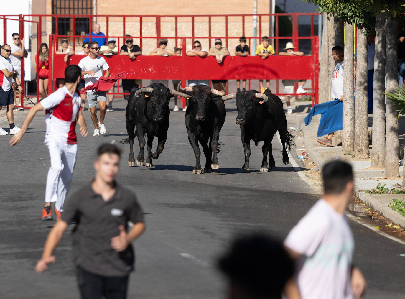 El encierro en Pollos, en imágenes