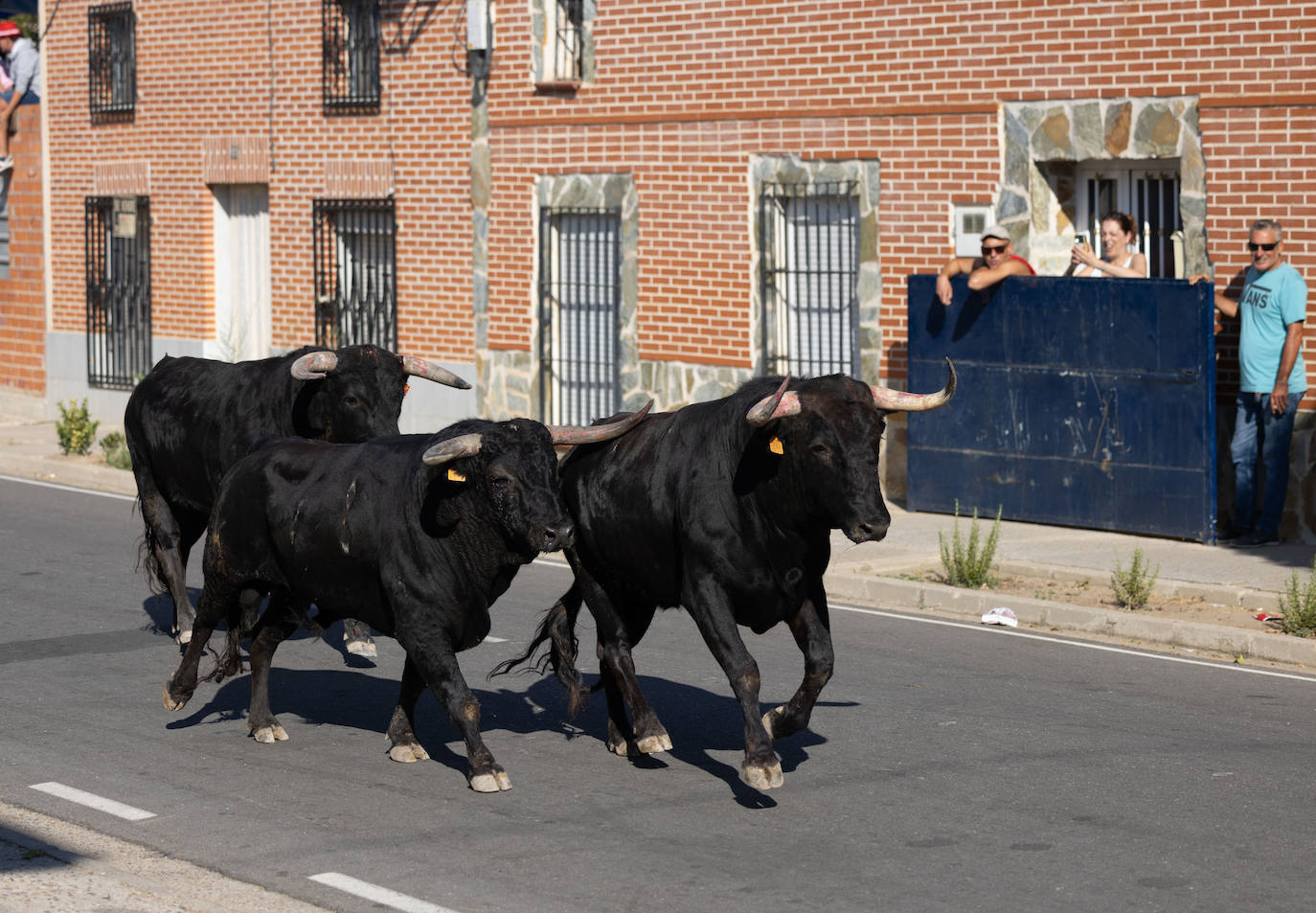 El encierro en Pollos, en imágenes