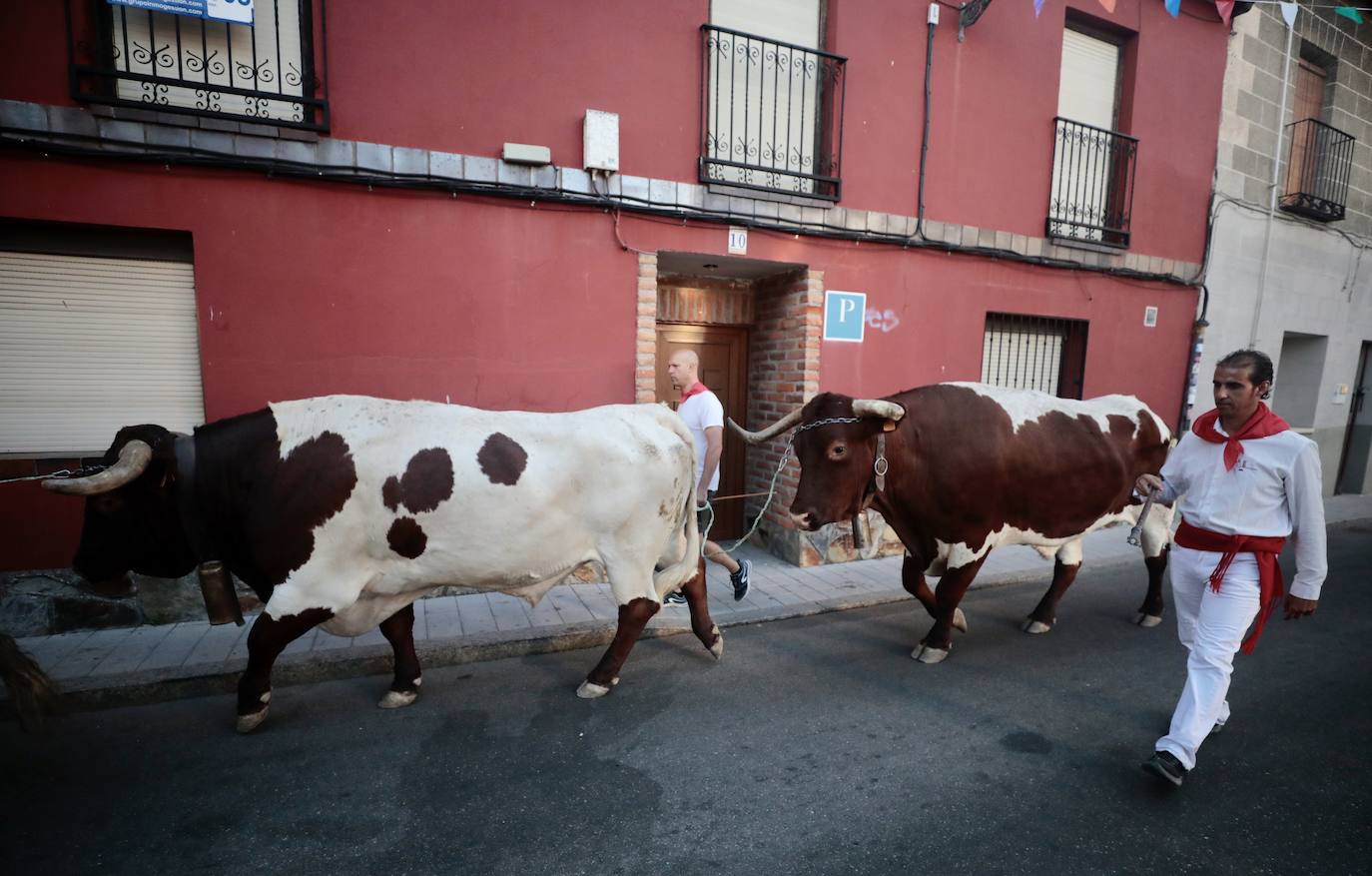 Toro del alba y encierro en Tudela de Duero