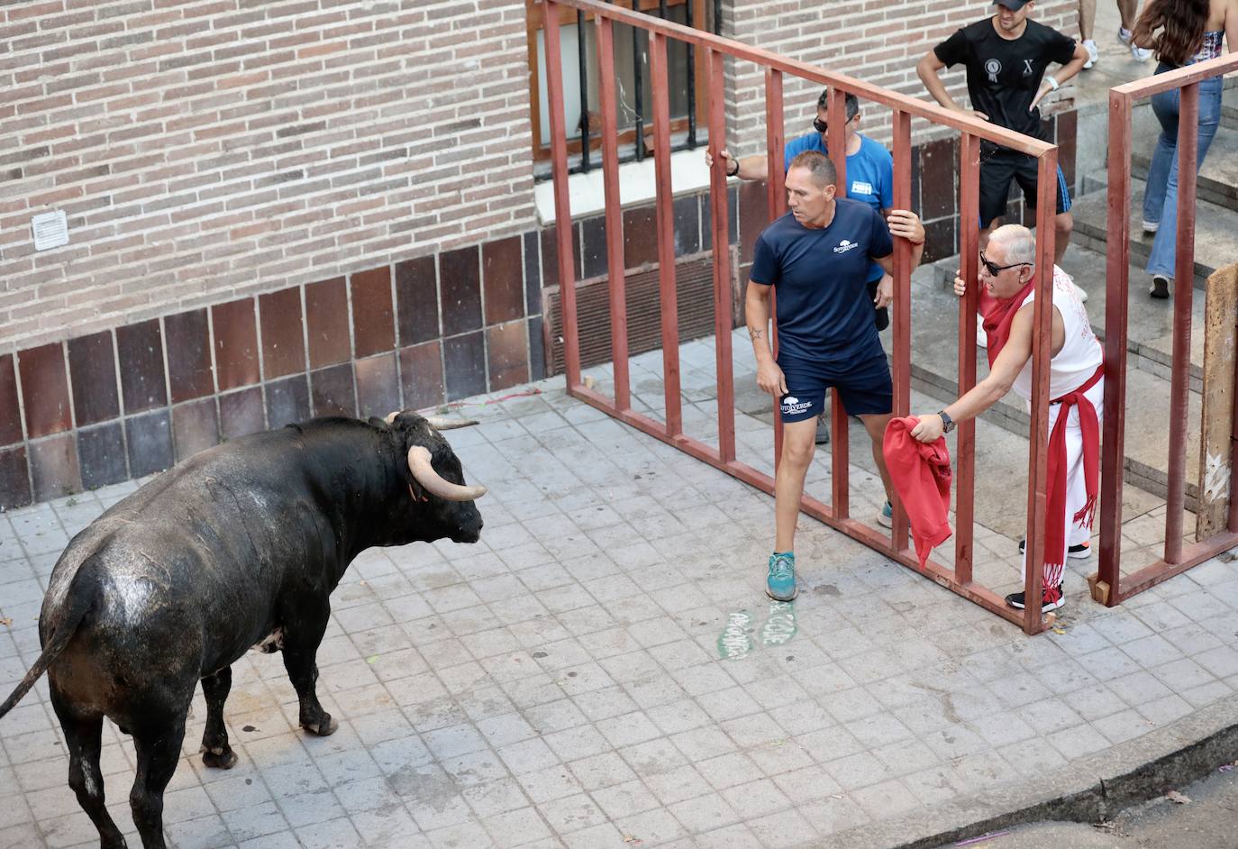 Toro del alba y encierro en Tudela de Duero