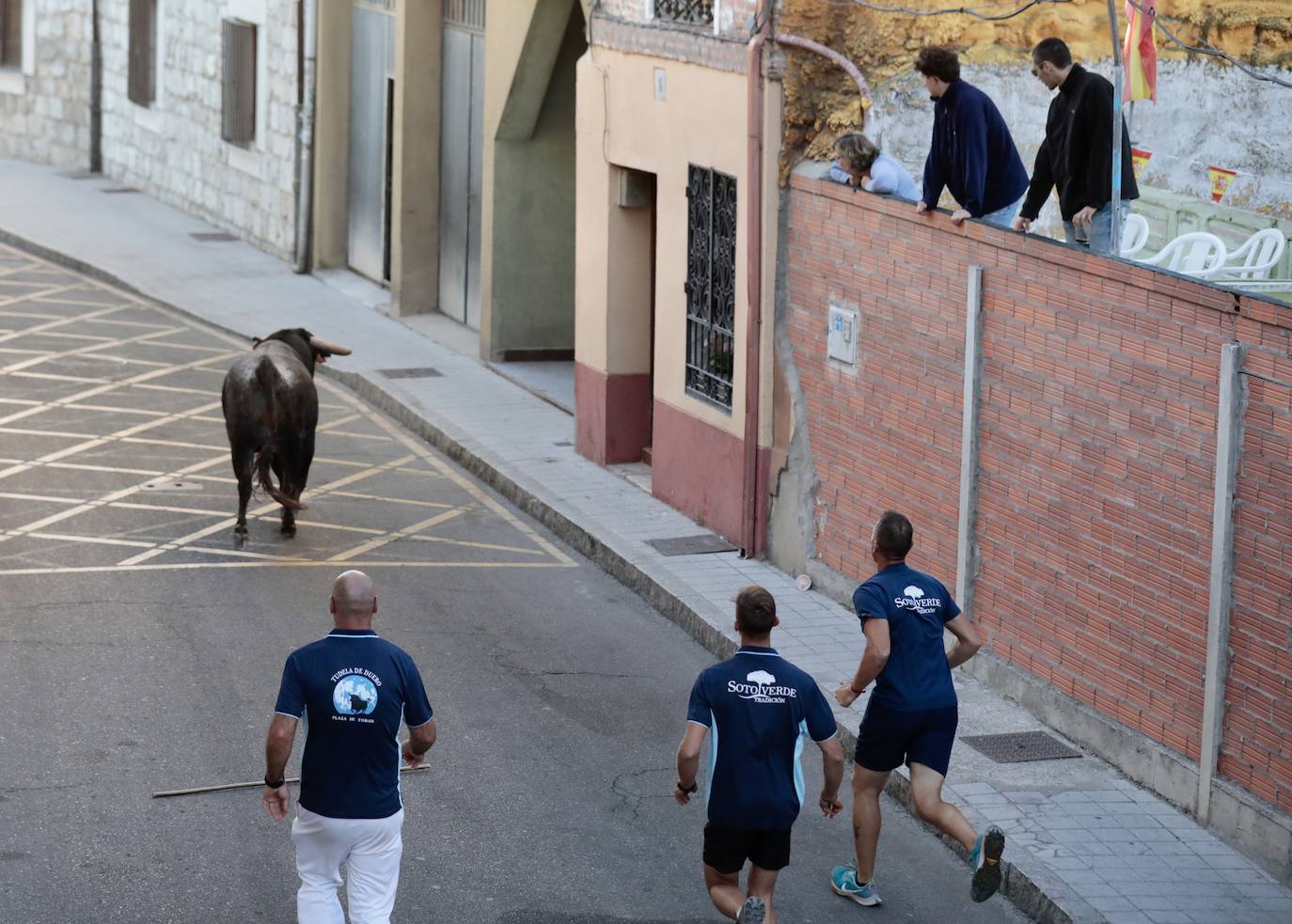 Toro del alba y encierro en Tudela de Duero