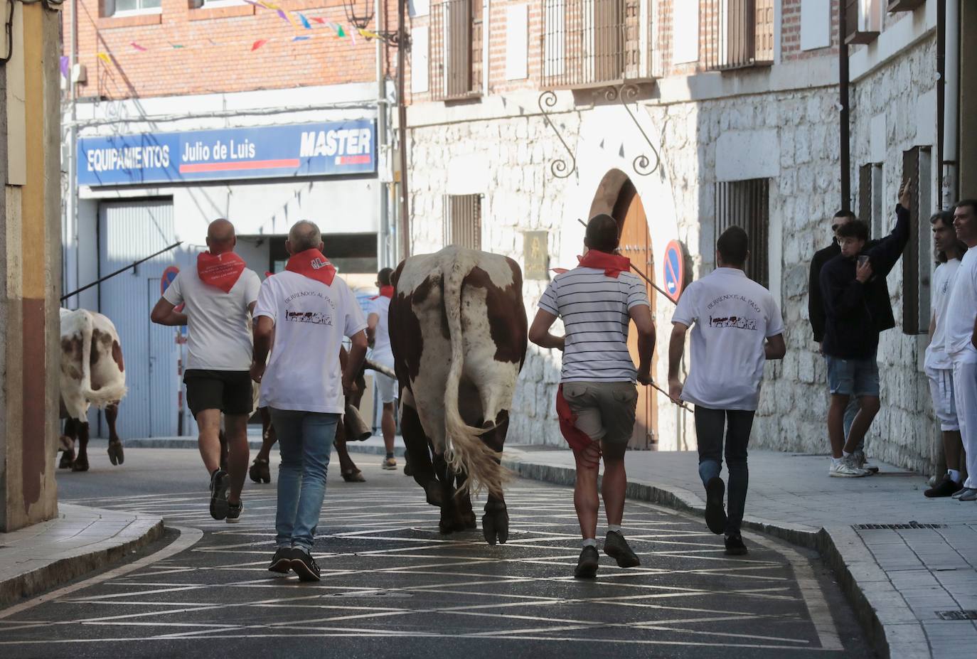 Toro del alba y encierro en Tudela de Duero