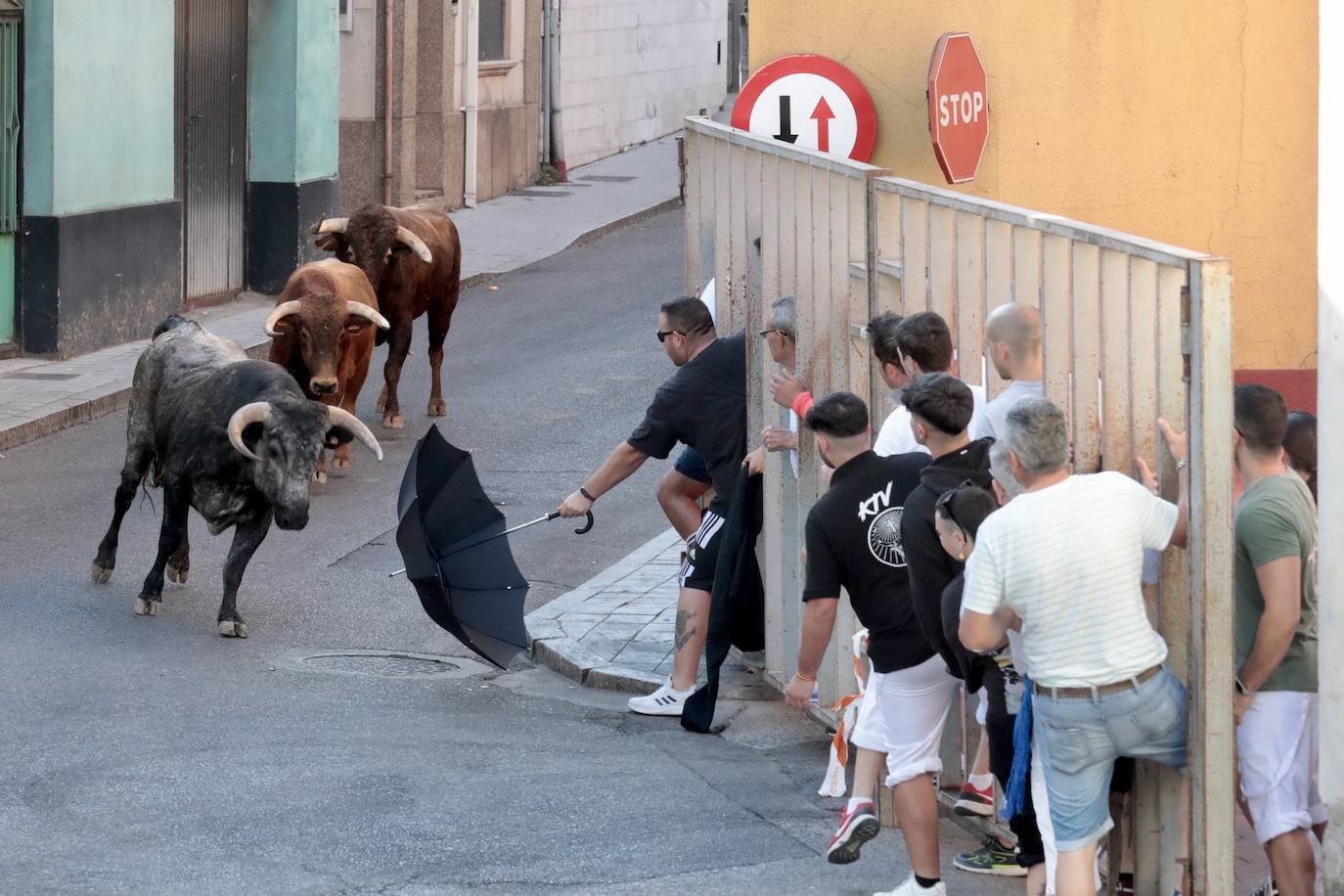 Toro del alba y encierro en Tudela de Duero