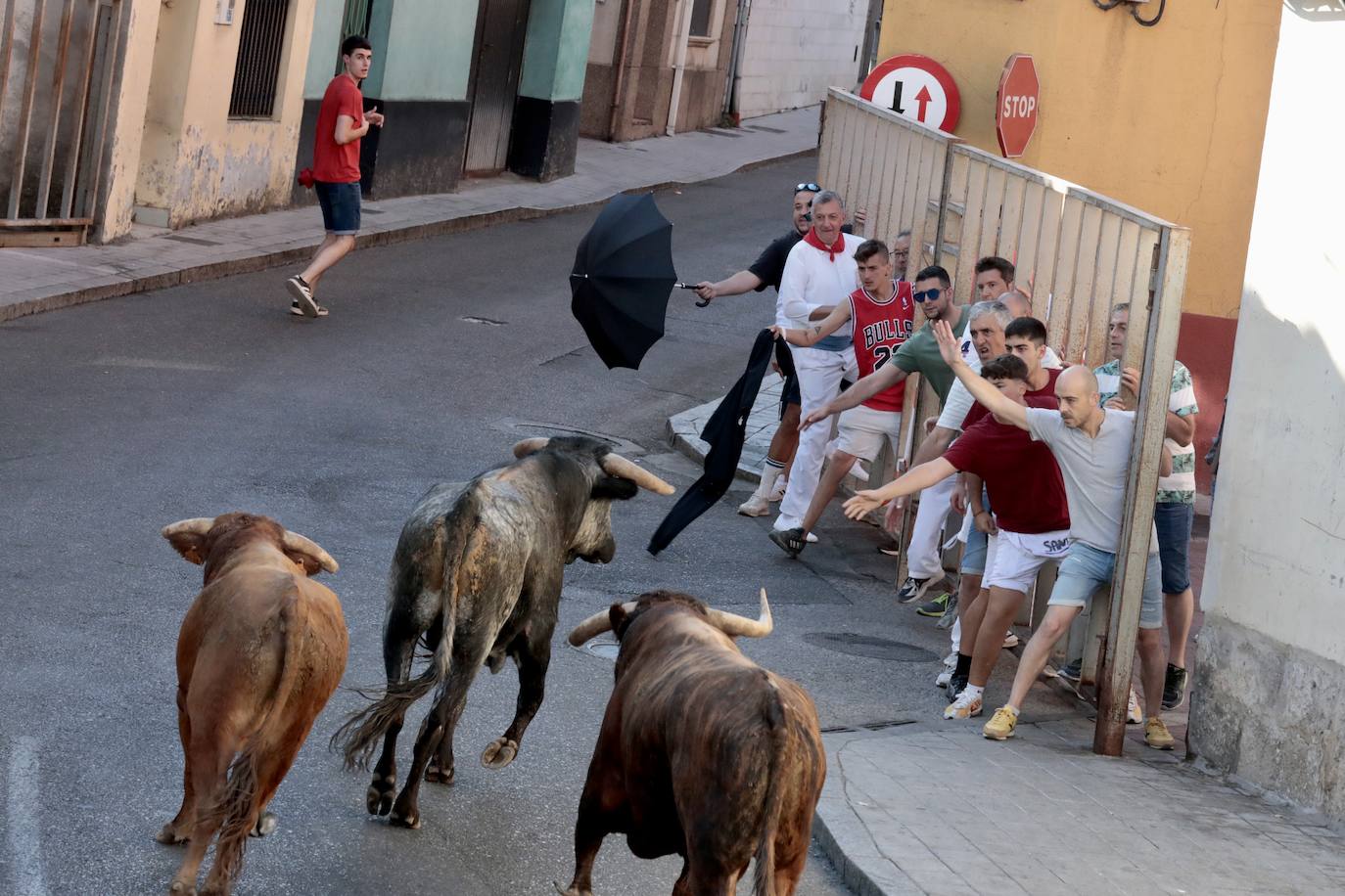 Toro del alba y encierro en Tudela de Duero