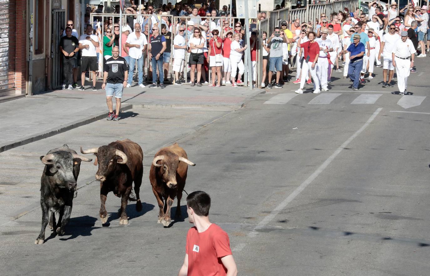 Toro del alba y encierro en Tudela de Duero