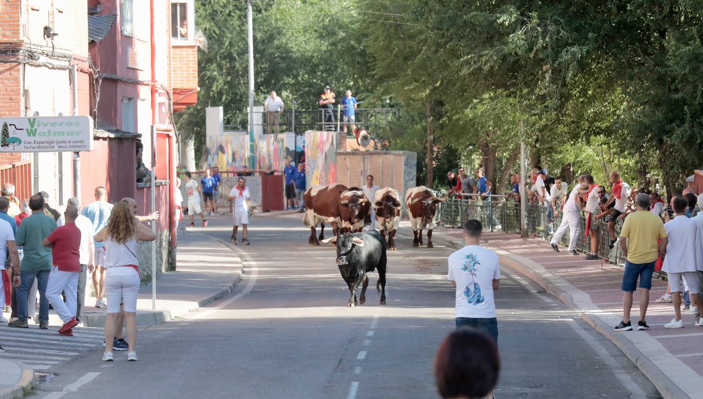 Toro del alba y encierro en Tudela de Duero