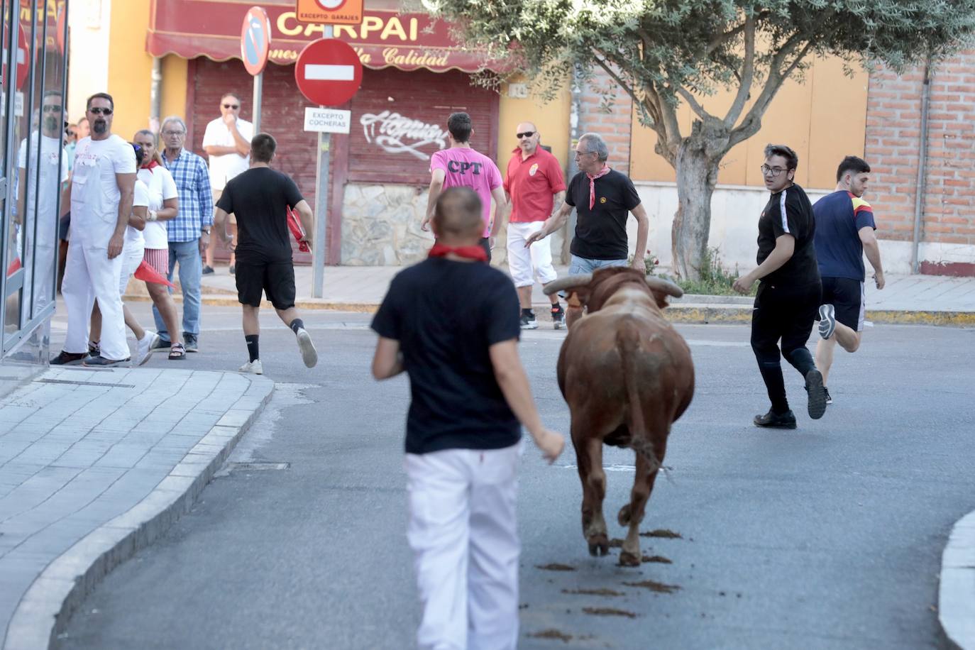 El encierro de este jueves en Tudela de Duero, en imágenes