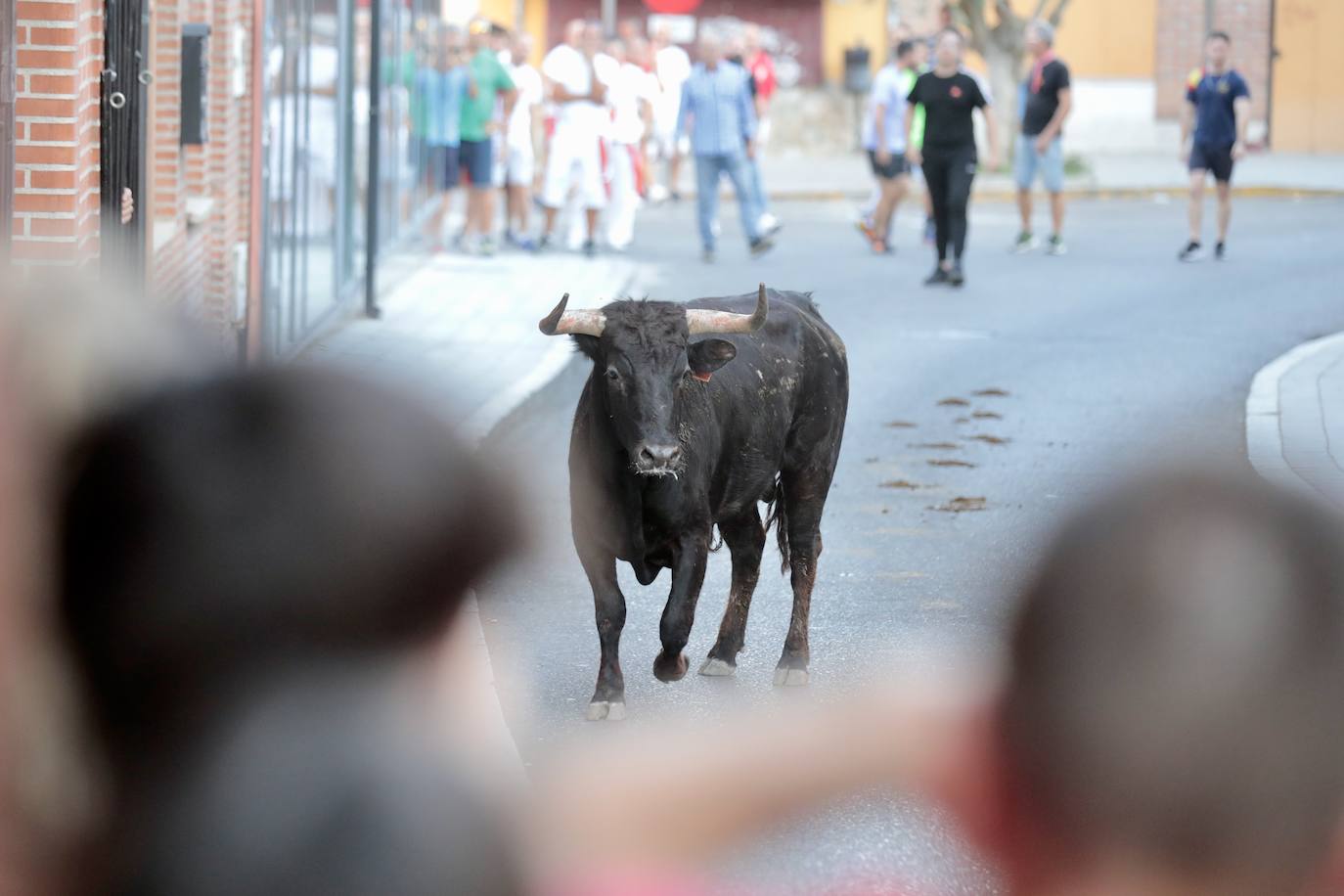 El encierro de este jueves en Tudela de Duero, en imágenes