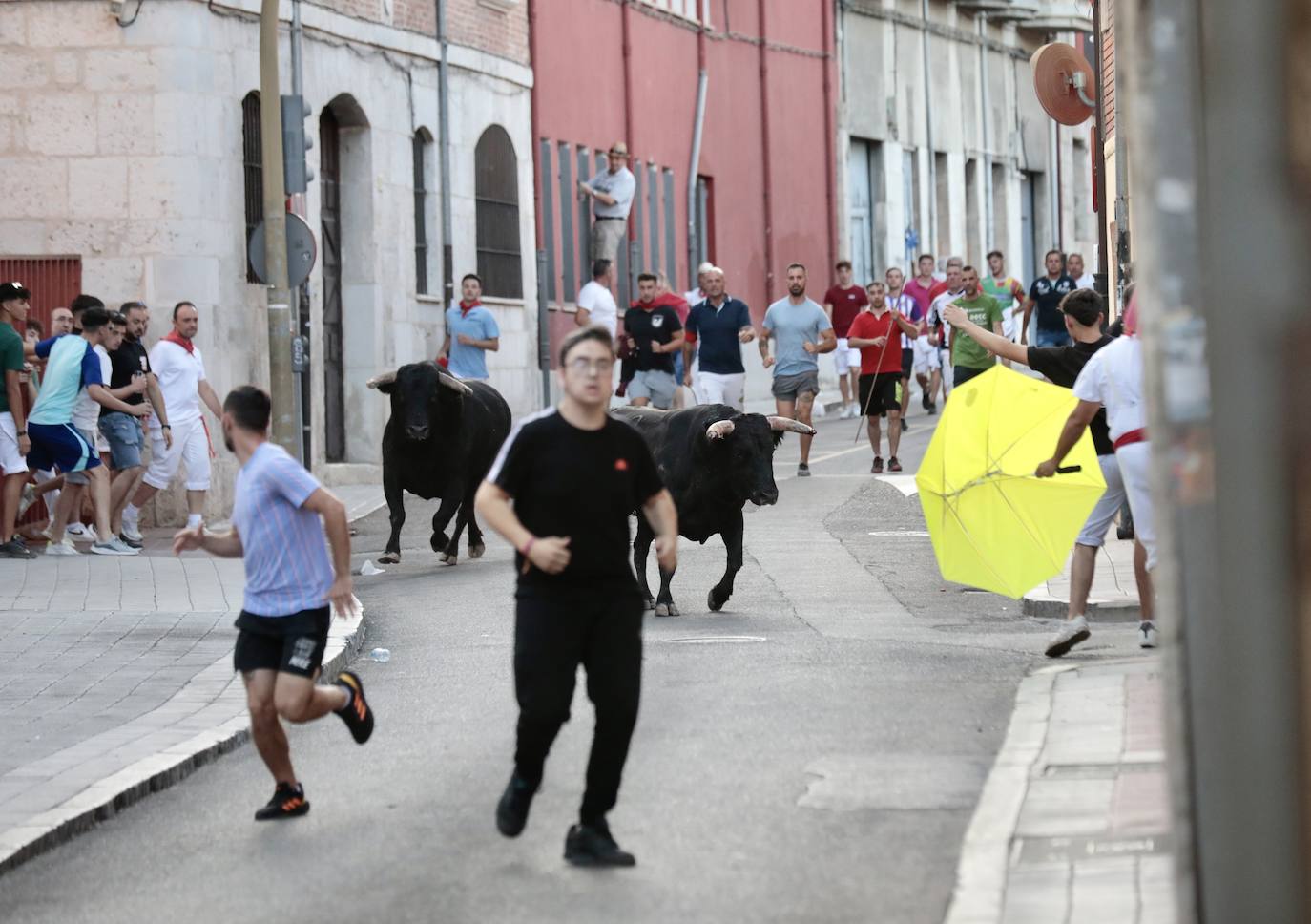El encierro de este jueves en Tudela de Duero, en imágenes
