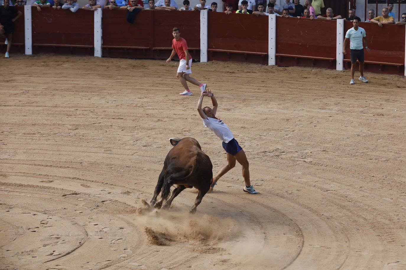 Encierro y capea del jueves en Peñafiel