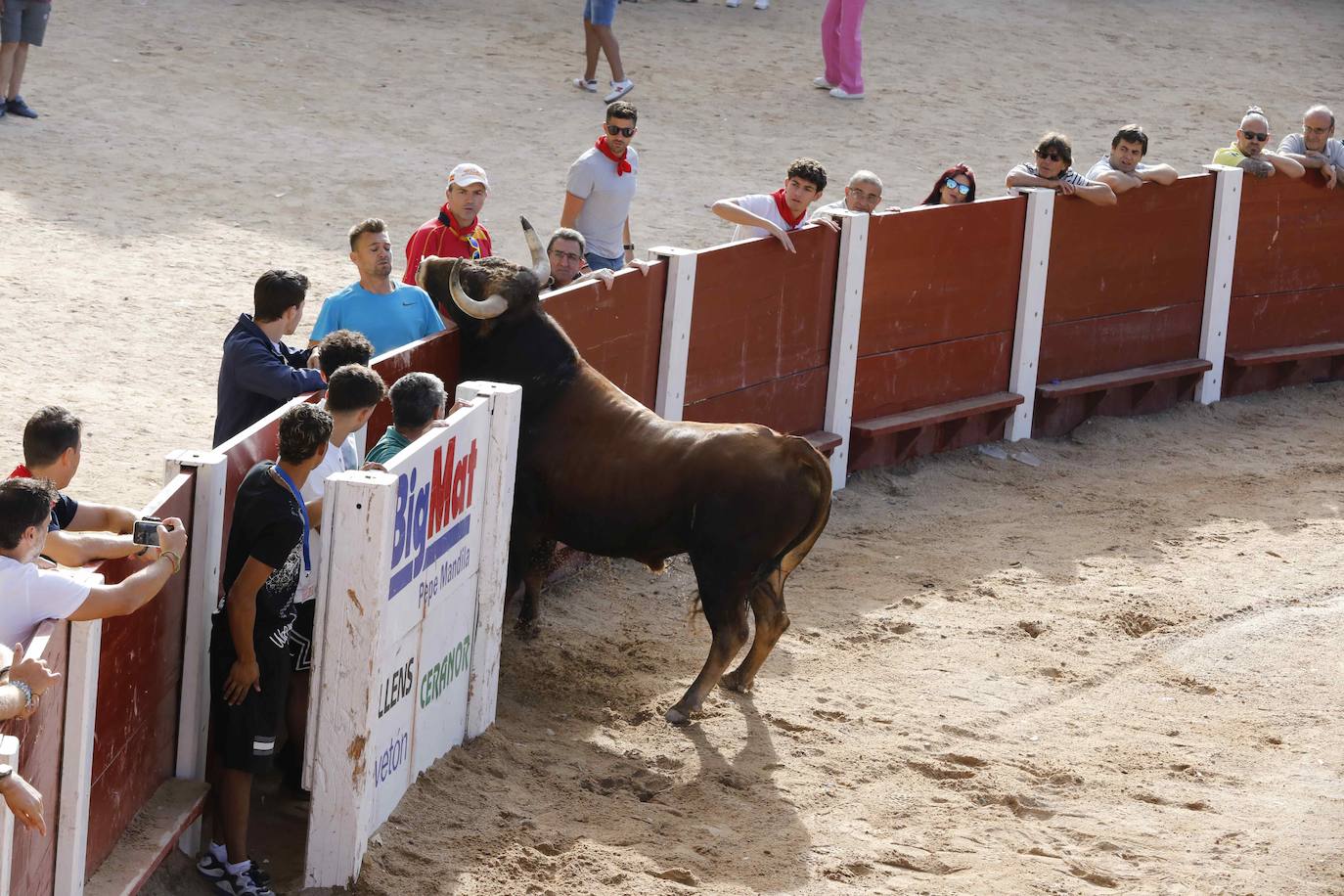 Encierro y capea del jueves en Peñafiel