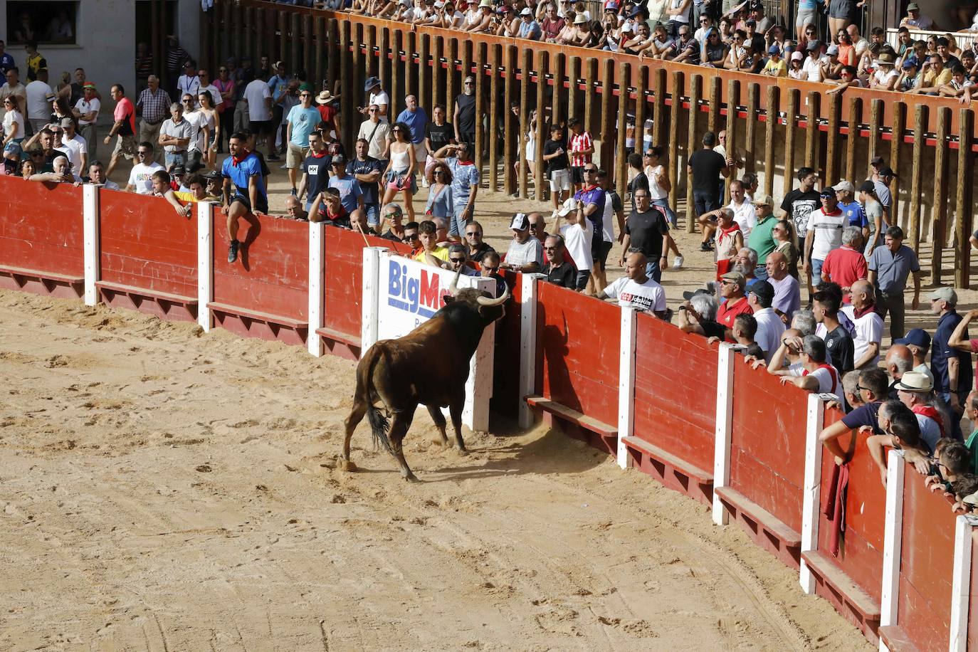 Encierro y capea del jueves en Peñafiel