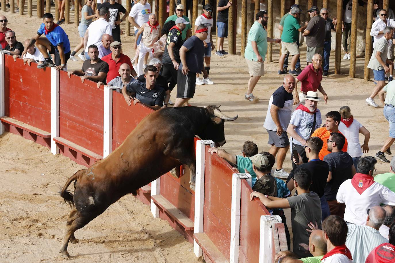 Encierro y capea del jueves en Peñafiel