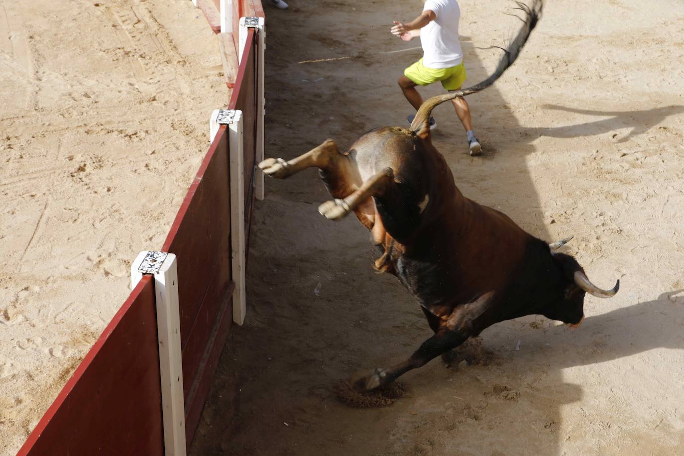 Encierro y capea del jueves en Peñafiel