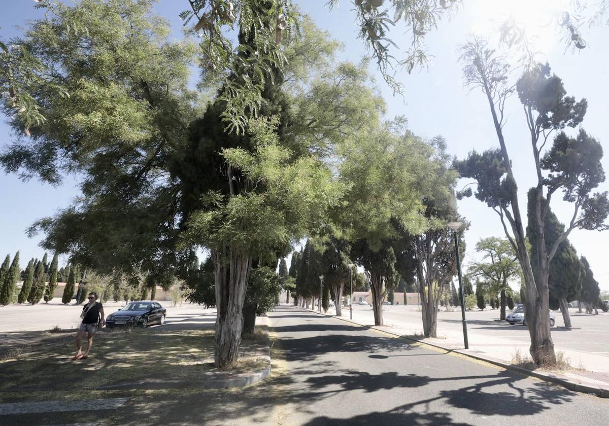 El Camino del Cementerio, en imágenes