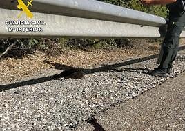 El osezno, bajo el quitamiedos de la carretera, y cerca el rastro de sangre.