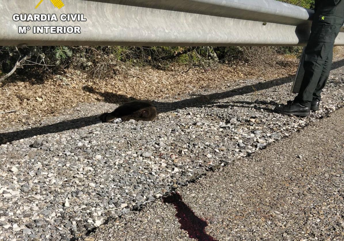 El osezno, bajo el quitamiedos de la carretera, y cerca el rastro de sangre.