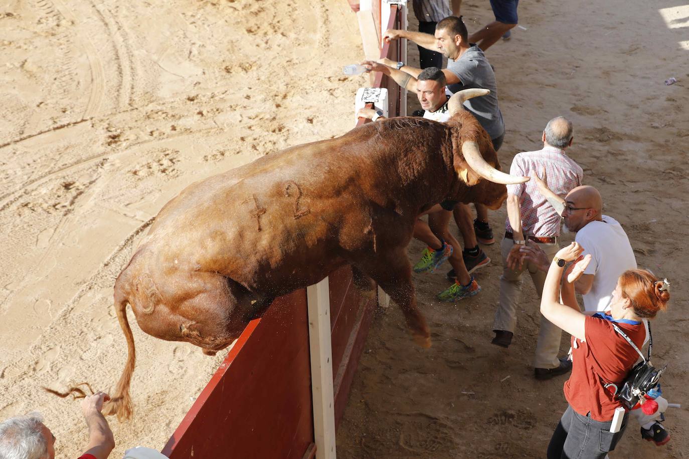 En imágenes, el encierro y el susto en la capea de Peñafiel