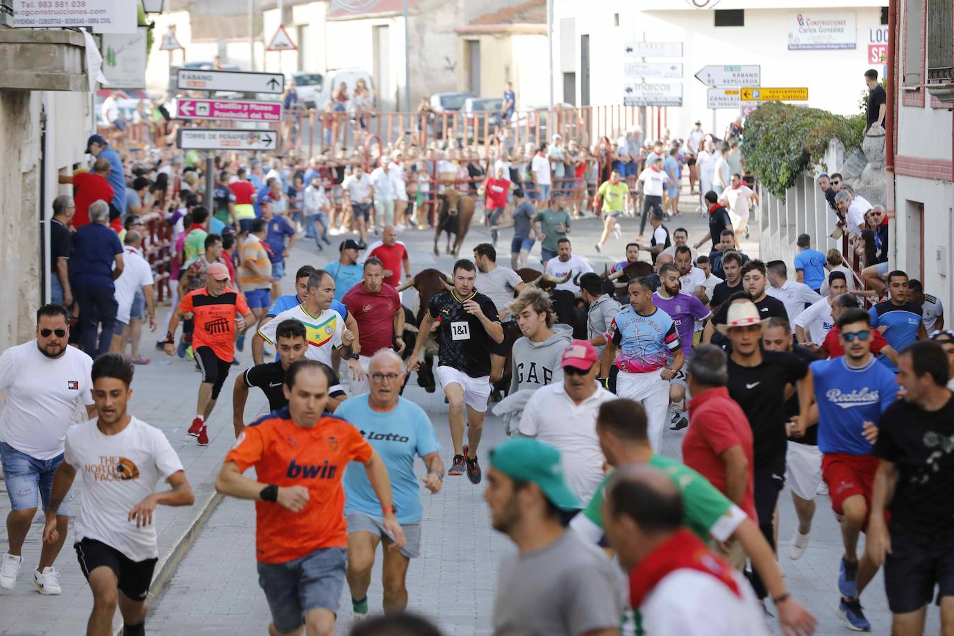 En imágenes, el encierro y el susto en la capea de Peñafiel