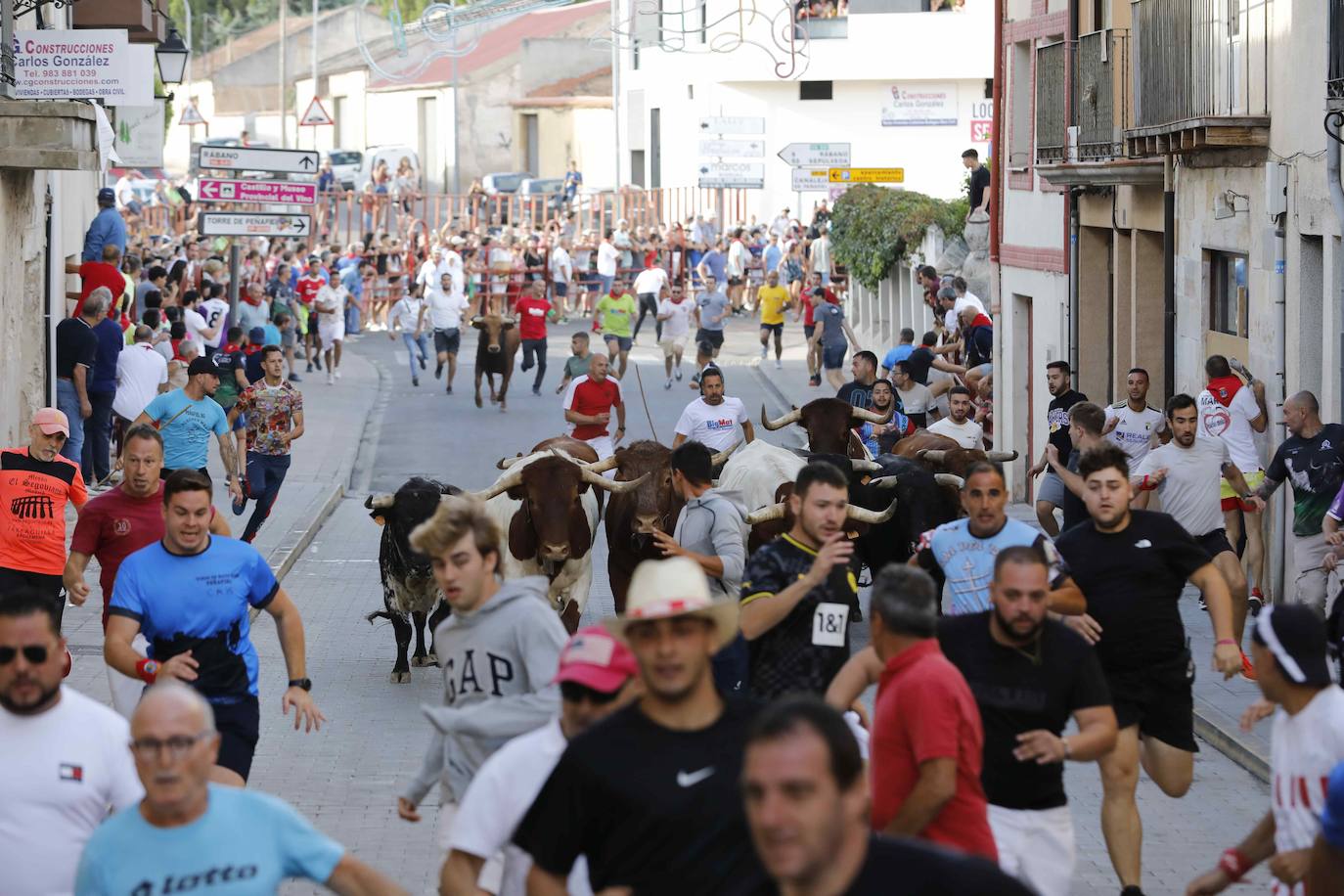 En imágenes, el encierro y el susto en la capea de Peñafiel