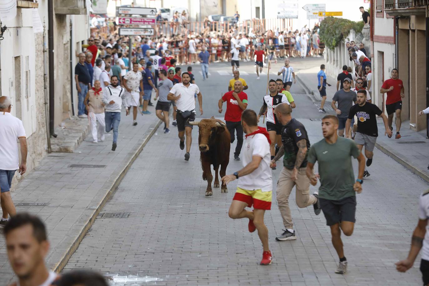 En imágenes, el encierro y el susto en la capea de Peñafiel