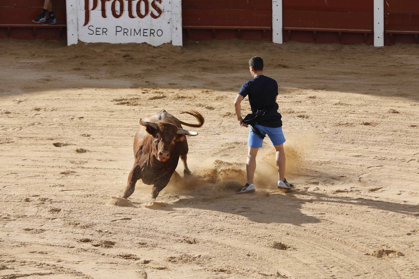 En imágenes, el encierro y el susto en la capea de Peñafiel