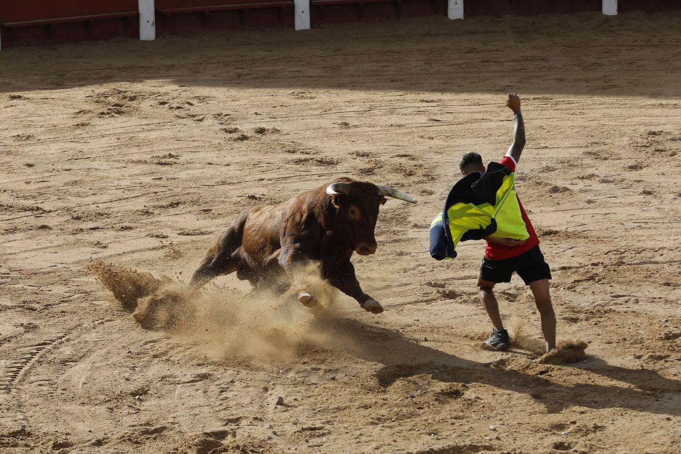 En imágenes, el encierro y el susto en la capea de Peñafiel