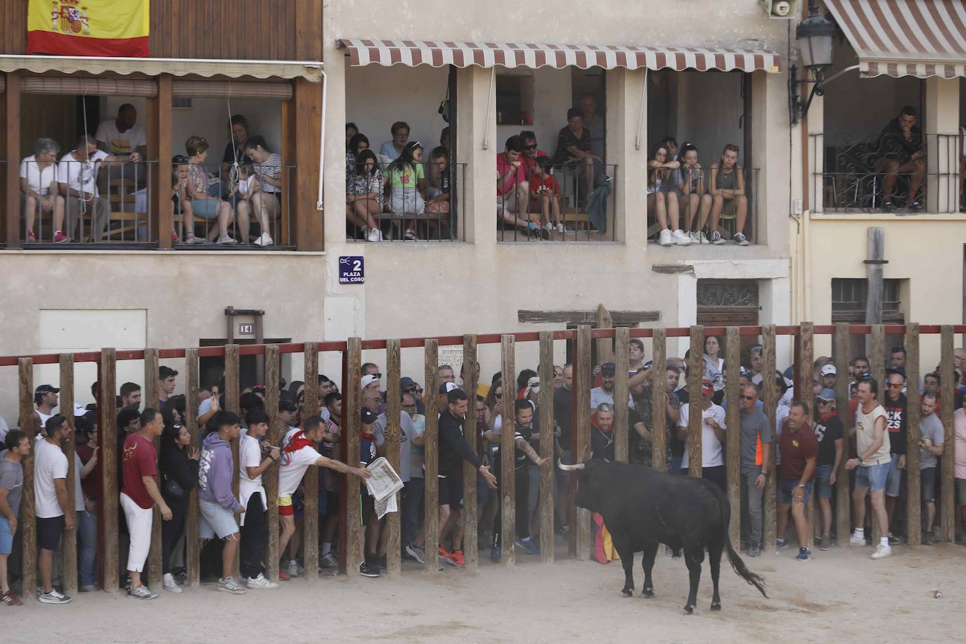 En imágenes, el encierro y el susto en la capea de Peñafiel