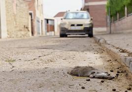 Una rata, en un plano detalle, muerta en la calle Camino de Olmos, donde se encuentra la explotación de ovejas.