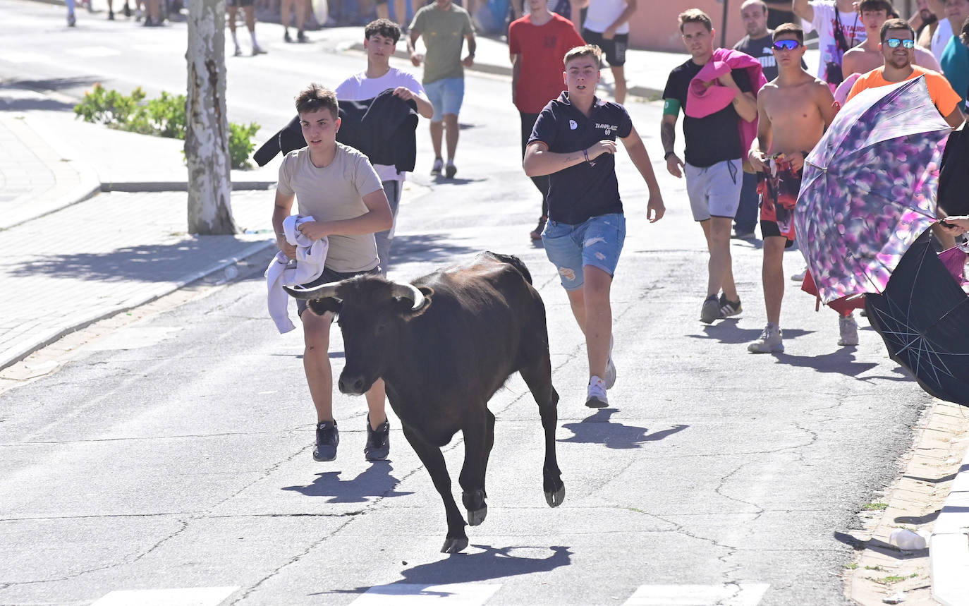 Encierro taurino en las fiestas de Aldeamayor (Valladolid) durante este domingo