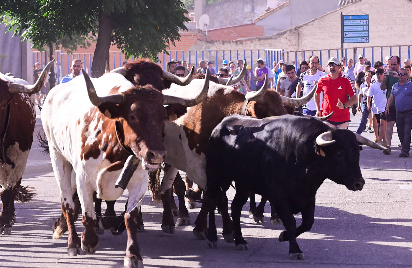 Encierro taurino en las fiestas de Aldeamayor (Valladolid) durante este domingo