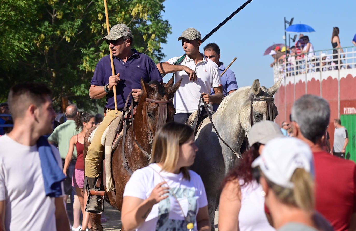 Encierro taurino en las fiestas de Aldeamayor (Valladolid) durante este domingo