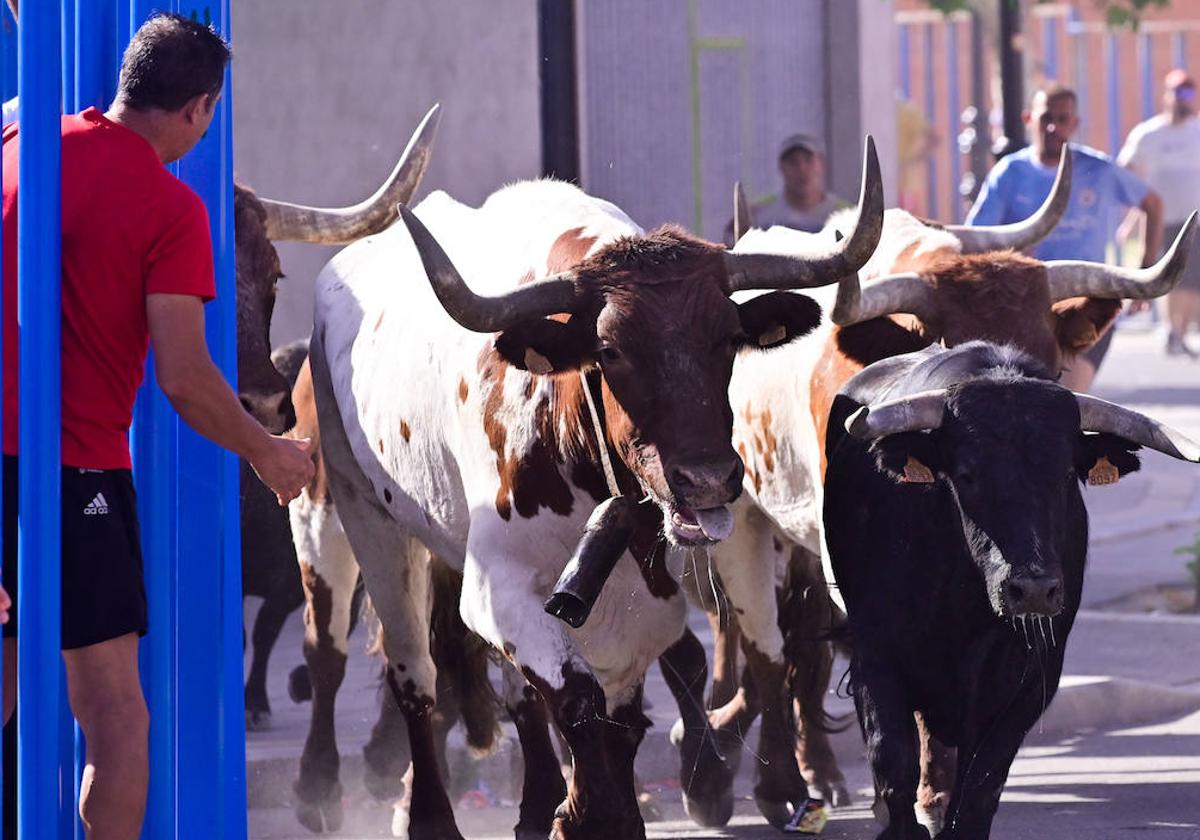 Encierro taurino en las fiestas de Aldeamayor (Valladolid) durante este domingo